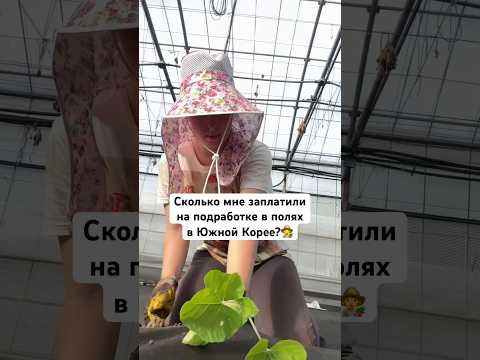 Сколько мне заплатили за 4 часа подработки в Южной Корее?👩🌾#корея #южнаякорея #жизньвкорее