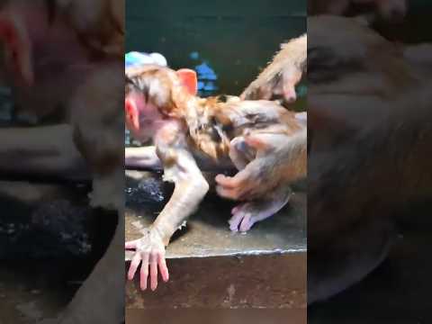 ??? #monkey #cutebaby