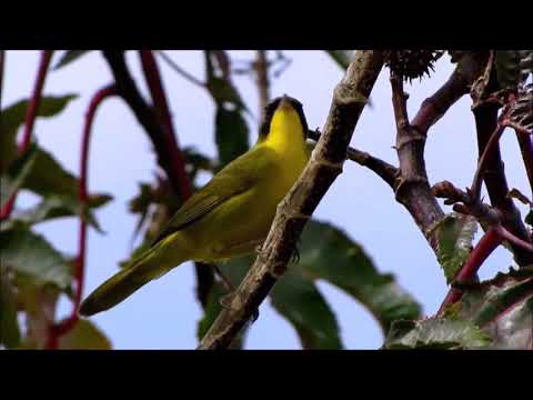 CANÁRIO-SAPÉ NA NATUREZA