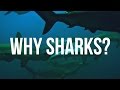 Shark Conservation and Misconceptions
