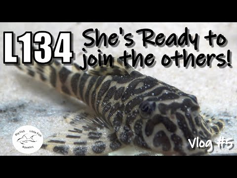Introducing my new Leopard Frog Pleco L134 | Fish  Introducing my new Leopard Frog Pleco L134 | Fish Room Vlog

In todays video I am introducing my fem