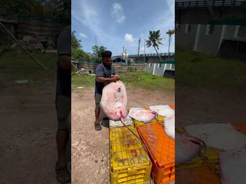 തിരണ്ടിയുടെ കരൾ കണ്ടിട്ടുണ്ടോ? 😳🤔 #stingray #stingrayfish #fishcutting #fishmarket #bigfish
