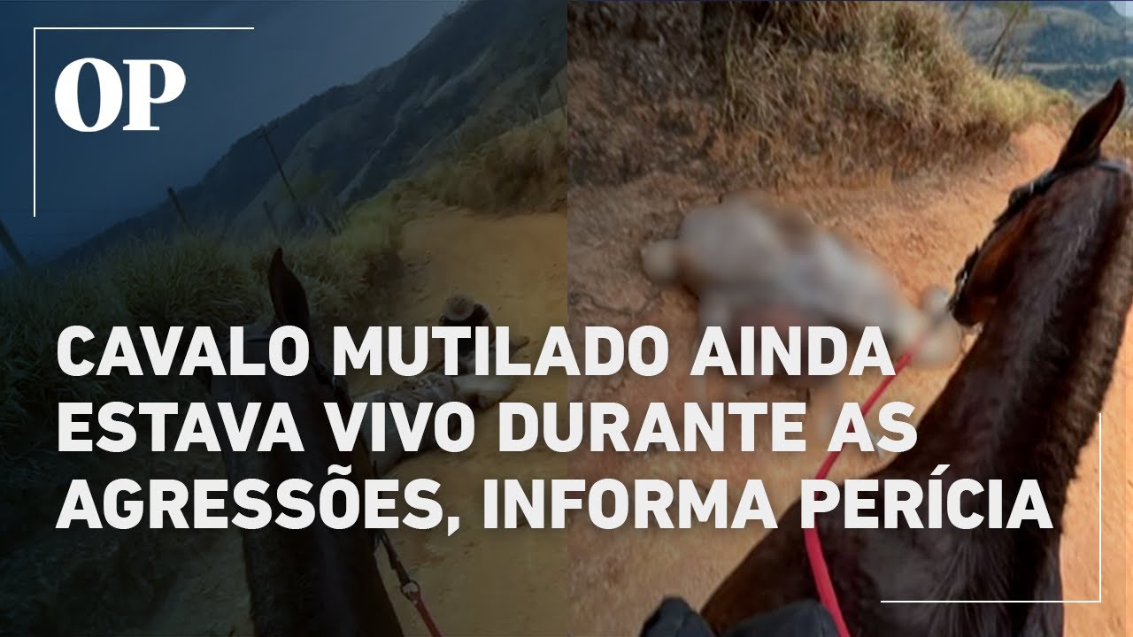 Cavalo que teve as patas cortadas ainda estava vivo quando sofreu a agressão segundo a perícia