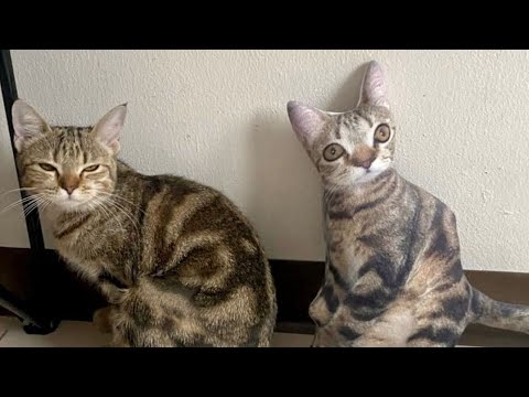 The FUNNIEST Cats compilation video You will watch today