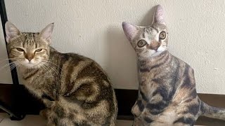 The FUNNIEST Cats compilation video You will watch today