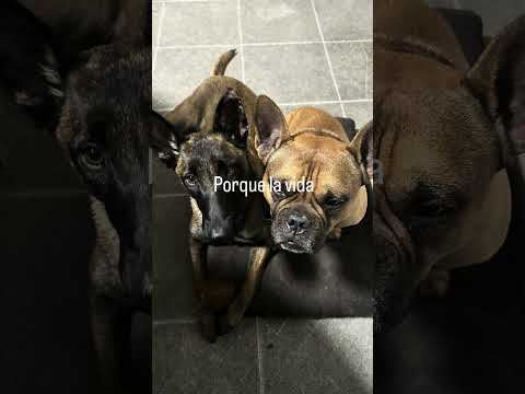 El motivo por el que no subí nada todo este tiempo es que le estoy dedicando más tiempo a ellos dos