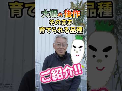 家庭菜園や農園の大根栽培の後にそのまま育てられる後作4選!【農家直伝】#shorts