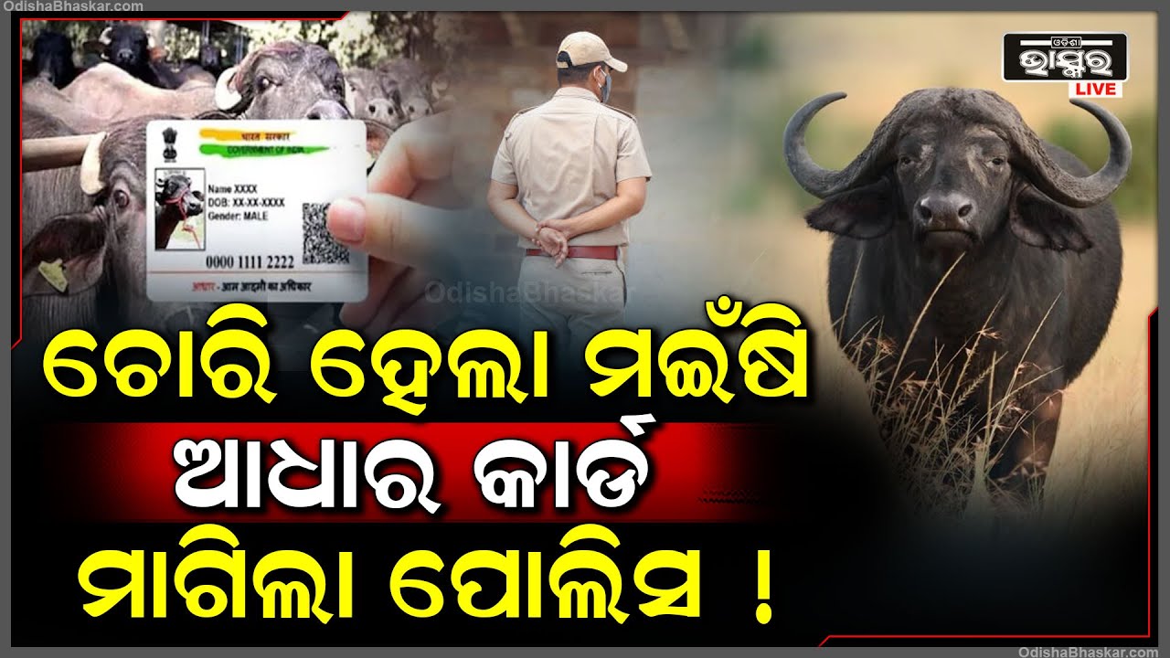 ହଠାତ୍ ରାତିରେ ଚୋରି ହେଲା ମଇଁଷି, ଥାନାରେ ଅଭିଯୋଗ ପରେ ମଇଁଷିର ଆଧାର କାର୍ଡ଼ ମାଗିଲା ପୋଲିସ ଆଉ ତା'ପରେ...