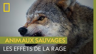 Comment la rage change le comportement des animaux