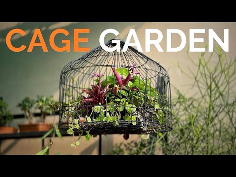 Don't keep birds in cages (Make a Rustic Cage Garden instead)