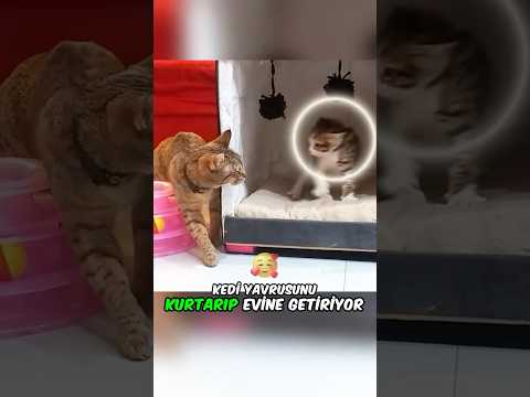Korkmuş Yavru Kediye Nasıl Davranması Gerektiğinin Farkındaydı❤️