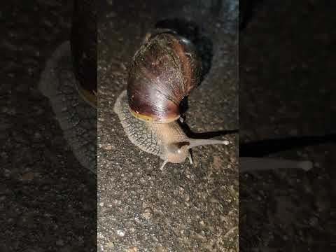 new shorts #shorts #trending