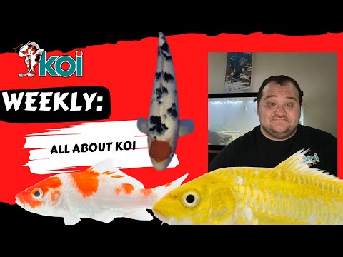 Koi Smart Weekly 6/4/2025: Discover Our Selection  Welcome to Koi Smart Weekly_ Episode 1!
Join us for the very first episode of the Koi Smart Weekly v