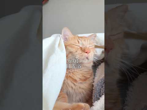 猫の動画サムネイル - うちの猫の１日