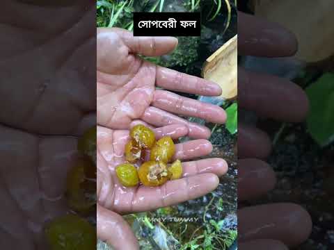 অদ্ভুত আবিষ্কার,সোপবেরী সাবান ফল। Amazing Chinese Soapberry Fruit !! 🌔 #ytshorts #reels #soap