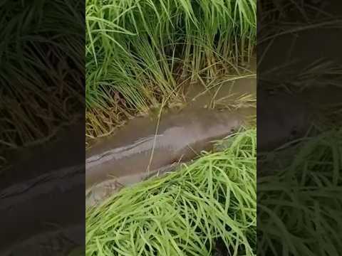 Con cá khổng lồ di chuyển bờ ruộng #cacconvat #docla #fishing
