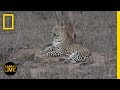 Animal Behavior and Characteristics
