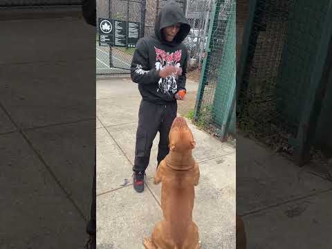 Instagram BIGBODY_Tankkk #dog #pitbull #puppy #americanbully  #doglover #bullybully