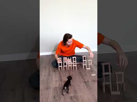 CRAZY CAT 😂 #shorts