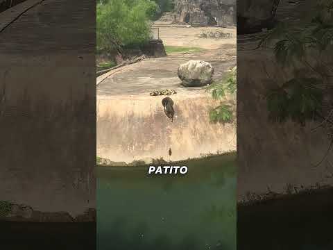Mamá pato guía a sus crías al agua... y caen UNO A UNO😂