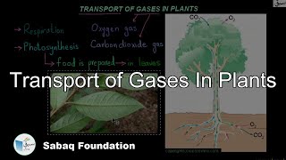 Transport of Gases In Plants