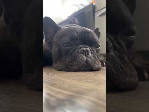 Big ears but never listen