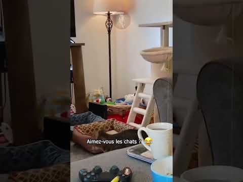 Quand ton chat décide de faire sa propre comédie… 😹🎬