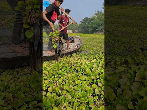 Boat Fishing Video 2024 |(part -202)#shorts#shortvideo #viral #viralvideo #fishing #fish#boatfishing