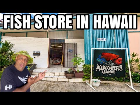 Secret Local Fish Store in HAWAII! Check out Aqua Concepts Hawaii Local Fish Store in Honolulu, on the island of Oahu, we celebrate the