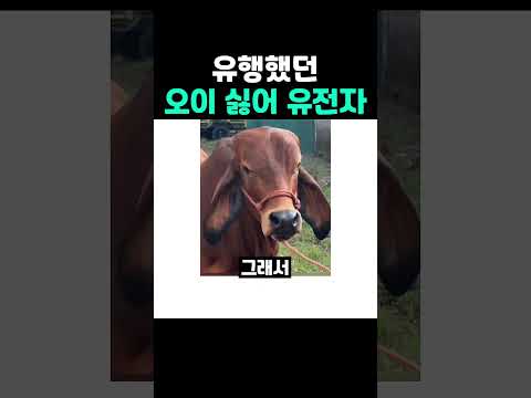 유행했던 <strong>오이</strong> 싫어 유전자