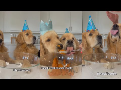 Goldens Bake Pup Cakes