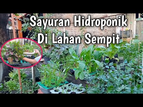 Menanam Sayuran Di Lahan Sempit Depan Rumah Dengan Sistem Hidroponik