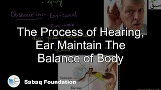 The Process of Hearing, Ear Maintain The Balance of Body
