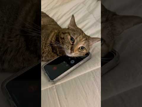 5 Señales de Que Tu Gato Se Está Despidiendo 😿💔
