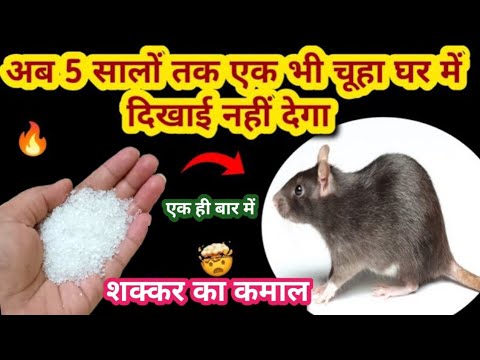 बिना दवाई शक्कर से चूहे भगाने का घरेलू तरीका 😱rid of mouse/ chuhe bhagane ka tarika/ kitchen tips