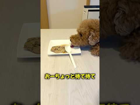 美味すぎる飯にフライングする犬。