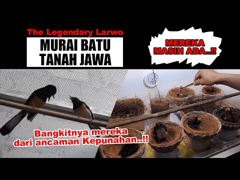 THE LEGENDARY LARWO - BURUNG MURAI BATU PEMILIK SAH BELANTARA TANAH JAWA - MEREKA MASIH ADA !!