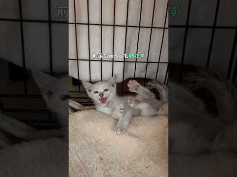 体が動かない子猫の七夕の願い