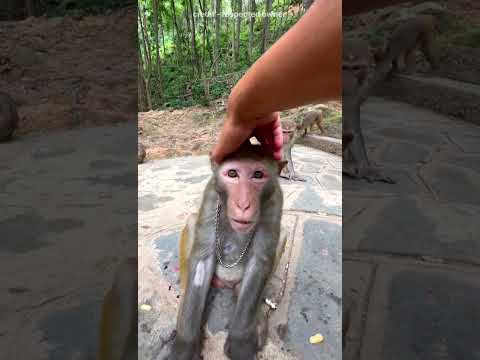 Don't Try This With a Monkey | Monkey’s Reaction After the Head Shake