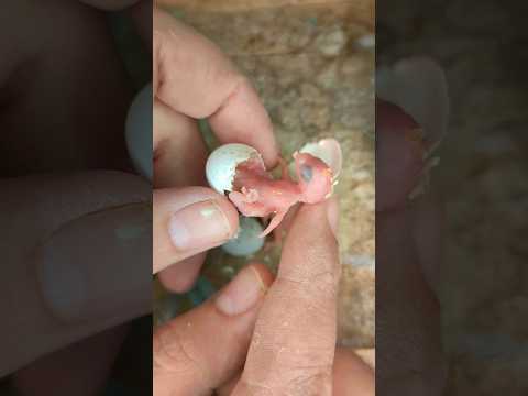 تربية طيور الزينه لحظة خروج الفروخ من أصعب المراحل في حياة الطير