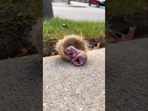 Little squirrel rescued from storm-damaged home #animals #rescue
