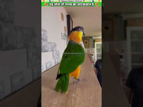 यह तोता तो गजब का नाटकबाज है 🤣 #animal #animalrescue #animallover #rescue #parrots