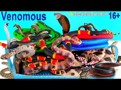 NEW Venomous Snakes, Cobra, Viper, Taipan, Snake, Black Mamba, Sidewinder,  Rattlesnake 16+