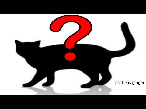 1K Subs Cat Reveal!!!1