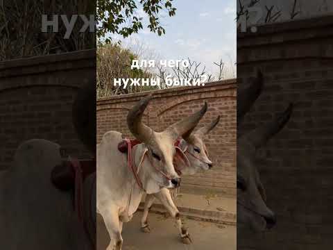 Для чего нужны быки? #bulls #быки
