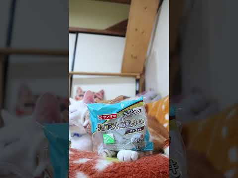 エッセルスーパーカップチョコミント風味蒸しケーキ 260731 #cat #エッセル #cute #kitten #スーパーカップチョコミント #cutecat #のせ猫 #kitty
