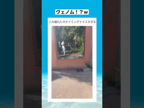 絶対楽しんでやってるだろwww 　#shorts #動物 #おすすめ