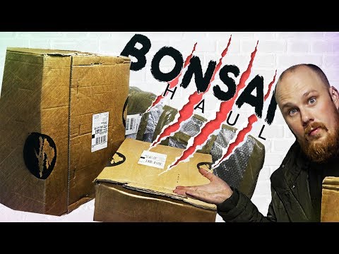 BONSAI HAUL - Trees, Pots, Tools & Gear