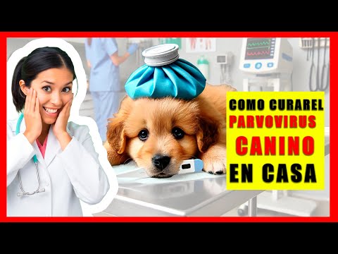 🔴¡SALVA a tu Cachorro del PARVOVIRUS CANINO con Remedios Naturales!