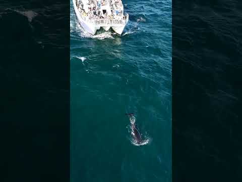 UNBELIEVABLE Moment Two Wild Orcas Thrill Whale Watchers In California Beach #shorts